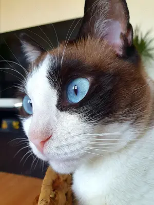 Yuki, tolle verträgliche Siamkatze 