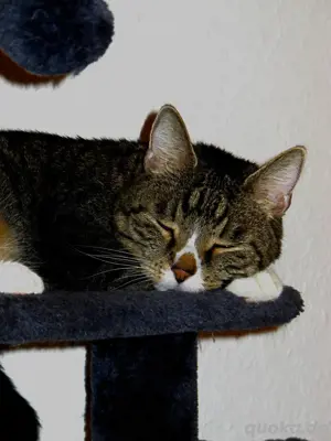 Katze in liebevolle hände abzugeben