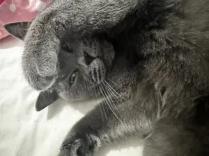 Deckkater für Maine BKH  Lily gesucht
