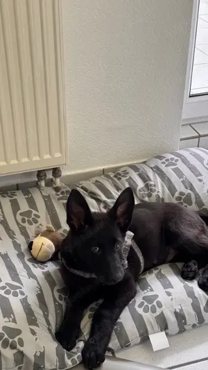 Deutsche Schäferhund