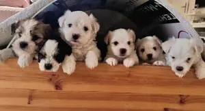 Süße Malteser-Shih-tzu Welpen