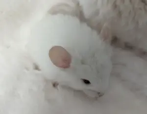Chinchilla Jungtiere Normalfell und Angora