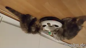 Reinrassige Süsse Kitten
