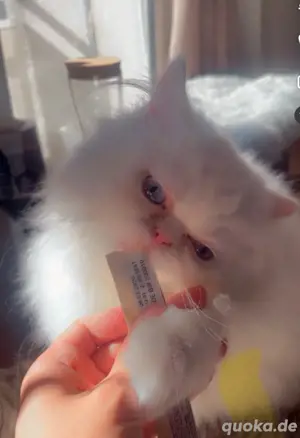 Himalaya-Kater 