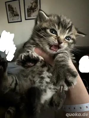 BKH Tabby Kitten abzugeben