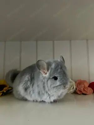 Angora Chinchilla RPA Weibchen Blue Diamond 100% Saphirträger evt Afro Violett Träger
