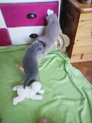 bkh  bärchen  warten  auf  ein  gutes  zuhause   Bild 2