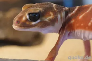 Nephrurus Levis levis