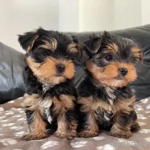 Gesunde Yorkie-Welpen verfügbar
