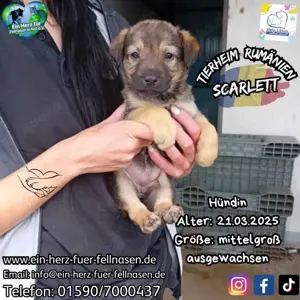 Scarlett kam mit Geschwistern ins Tierheim
