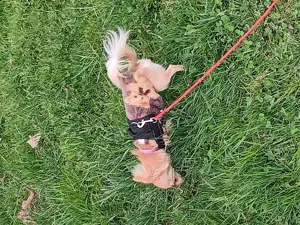 Chihuahua Mini Gesucht 
