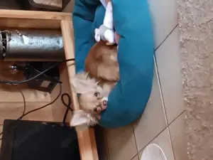 Chihuahua Mädchen gesucht 