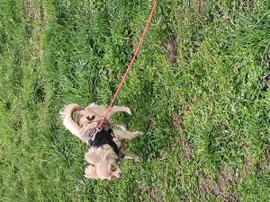 Chihuahua Feundin oder Freund Gesucht 