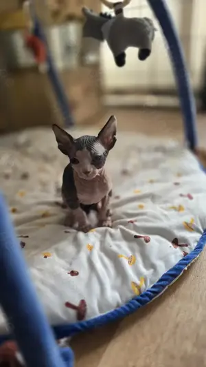 Sphinx Kitten 