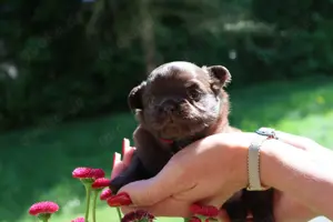 Zuckersüße Langhaar Chihuahua Welpen