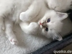 Reinrassige Heilige Birma Kitten