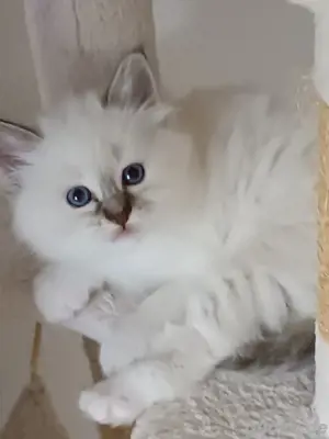 Heilige Birma Kitten