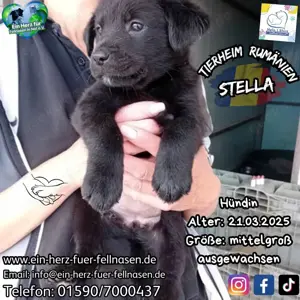 Welpenkind Stella mit Geschwistern im Tierheim 