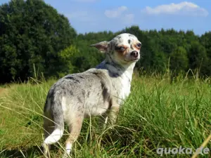 Bildschöne Chihuahua Hündin 3,5J. Merle 2,5kg Kurzhaar Familienhund 