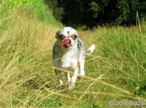 Bildschöne Mini Chihuahua Hündin 3,5J. Merle Kurzhaar Familienhund 