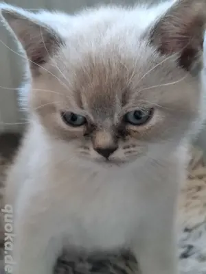 gebe 2 zuckersüße bkh bluepoint Kitten ab