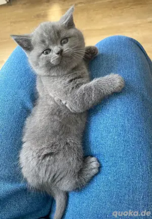 Zauberhafte Britisch Kurzhaar Kater suchen ein liebevolles Zuhause !  Bild 4