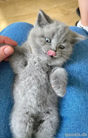 Zauberhafte Britisch Kurzhaar Kater suchen ein liebevolles Zuhause !  Bild 3