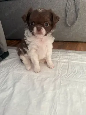 Chihuahua Rüde mit Ahnentafel