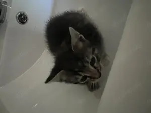Katzenbabies suchen ein Zuhause 