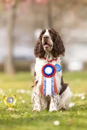 Hundebetreuung München Schwabing