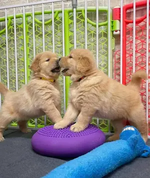 Golden Retriever Welpen( WhatsApp uns unter 176 65031901 )