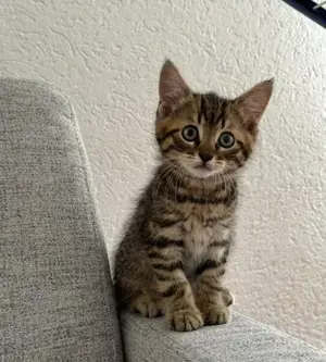 BENGAL Babykatzen mix 