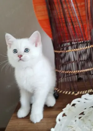 Wunderschönen BKH Kitten 