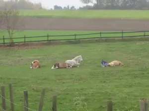 Offenstall   Einstellplatz f. braven Barhuf-Wallach frei (gegen Mithilfe) Bild 2