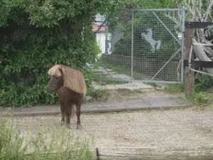 Offenstall   Einstellplatz f. braven Barhuf-Wallach frei (gegen Mithilfe) Bild 5