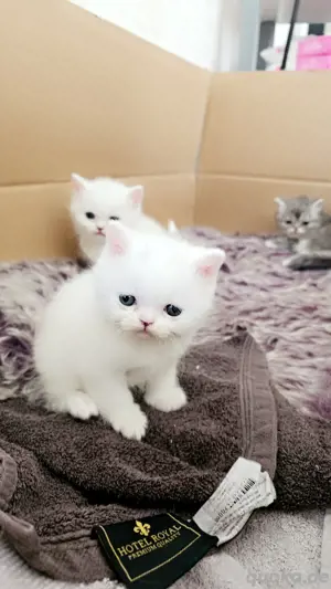nur noch 2 Bkh kitten  darf ab mitte Juni ausziehen 