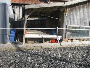 Offenstall   Einstellplatz f. braven Barhuf-Wallach frei (gegen Mithilfe) Bild 9