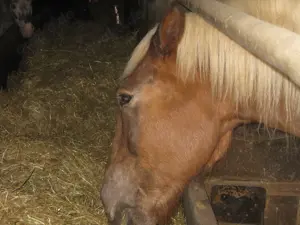 Offenstall   Einstellplatz f. braven Barhuf-Wallach frei (gegen Mithilfe) Bild 10