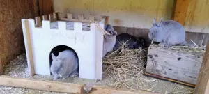 Zwergkaninchen jüngere ältere, männlich, weiblich...