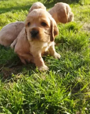 Cocker Spaniel Welpen suchen liebevolles Zuhause