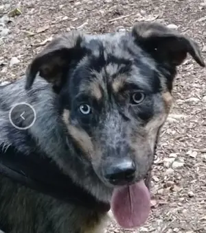 Deckrüde Husky x altdeutscher Hütehund 