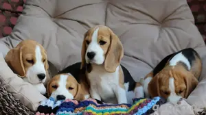 Reinreisige Beagle welpen sucht neues Haus