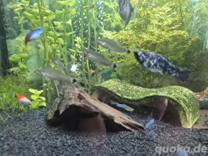 Schwanzfleck-Algenfresser   Crossocheilus reticulatus Bild 2