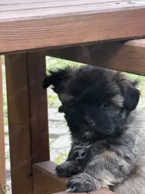 Ab sofort nur noch 1 kleine Maus (Mädchen) frei.... Bild 7