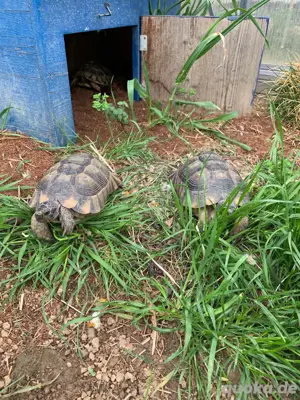 Breitrandschildkröte NZ 2006