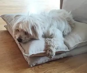 Giselle - kleine Fluse mit Handycap sucht Zuhause Bild 9