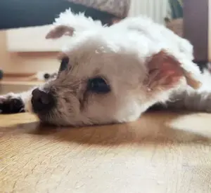 Giselle - kleine Fluse mit Handycap sucht Zuhause Bild 10