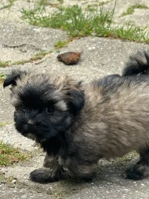Ab sofort nur noch 1 kleine Maus (Mädchen) frei.... Bild 6