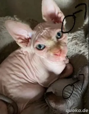 Sphynx Kitten männlich