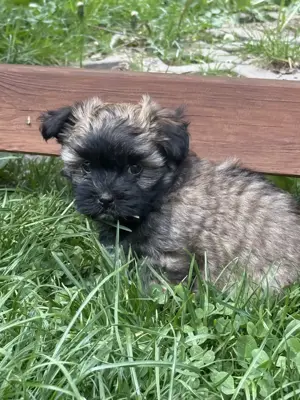 Ab sofort nur noch 1 kleine Maus (Mädchen) frei....